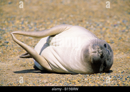 Vor kurzem entwöhnt südlichen See-Elefanten Pup (Mirouanga Leonina) faulenzen am Strand, Süd-Argentinien, Patagonien, South amerik. Stockfoto