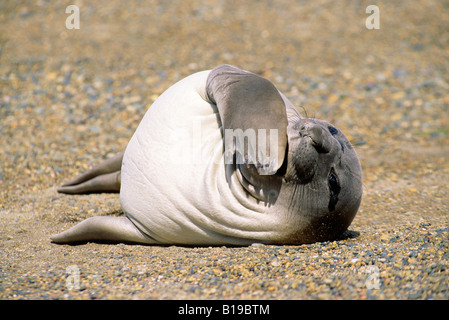 Vor kurzem entwöhnt südlichen See-Elefanten Pup (Mirouanga Leonina) faulenzen am Strand, Süd-Argentinien, Patagonien, South amerik. Stockfoto