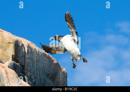 Erwachsene dick-billed Murre (Uria Lomvia) Landung auf ihre Verschachtelung Klippe, Spitzbergen, Arktis Norwegen Stockfoto