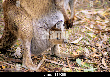 Westliche graue Känguru (Macropus Fuliginosus) Joey und Mutter, Kangaroo Island, Australien Stockfoto
