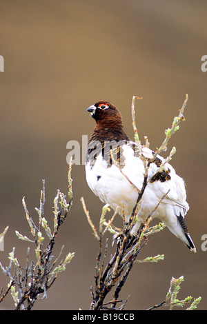 Erwachsene männliche Willow Ptarmigan (Lagopus Lagopus) in der Zucht Gefieder Vermessung Territoriums Frühling, Denali National Park, Alaska, Stockfoto