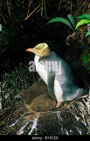 Verschachtelung gelbäugige Pinguin (Megadyptes Antipodes) mit zwei Küken, Enderby Insel Auckland-Inseln, subantarktischen Neuseeland Stockfoto