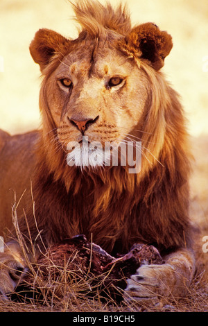 Männlichen afrikanischen Löwen (Panthera Leo), Okavango Delta, Botswana, Afrika Stockfoto