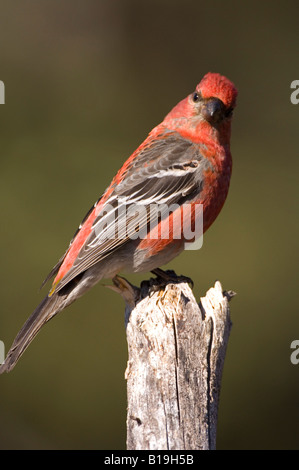 USA, Alaska. Eine männliche Kiefer Grosbeak (Pinicola Enucleato) sitzt auf einer alten Fichte Zweig. Stockfoto