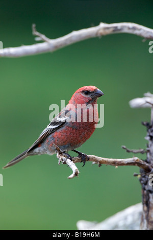 USA, Alaska. Männliche Kiefer Grosbeak (Pinicola Enucleator) auf einem weißen Fichte Zweig in der Alaska Range of Alaska. Stockfoto