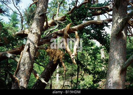 Umgestürzte Bäume und abgebrochene Äste im Wald nach dem Sturm Stockfoto