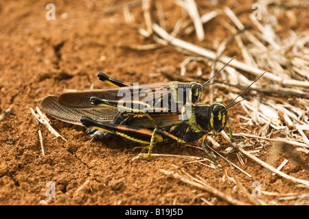 Bemalte Heuschrecken Paarung. Das Männchen ist kleiner als die Weibchen und liegt auf dem Rücken Stockfoto