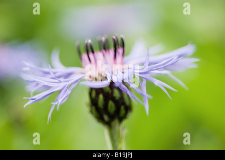 Kornblume, Seitenansicht Stockfoto