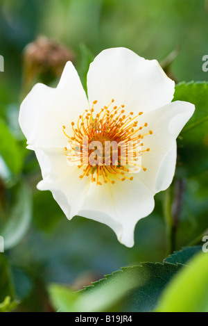 Wild rose, Nahaufnahme Stockfoto