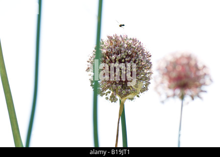 Insekt schwebt über Allium blühen Stockfoto