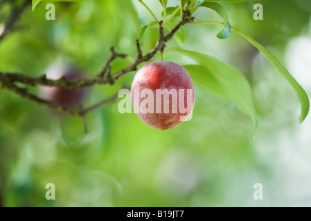 Pflaume wächst am Baum, Nahaufnahme Stockfoto