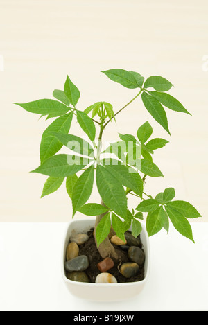 Eingemachte Seide Zahnseide Baum (Chorisia Speciosa), erhöhte Ansicht Stockfoto