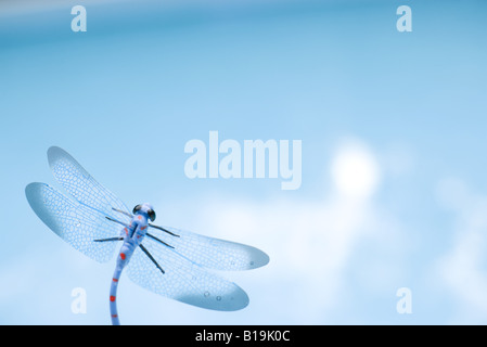 Libelle, close-up Stockfoto