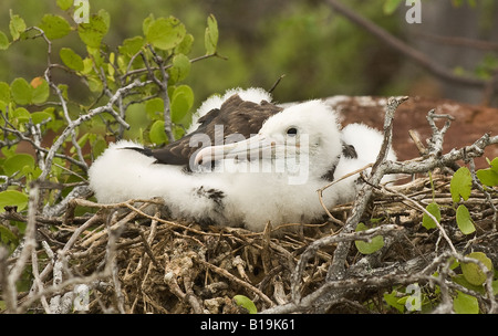 Eine junge wunderschöne Fregattvogels Galapagos-Inseln, Ecuador Stockfoto