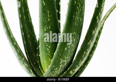 Aloe Vera Pflanze, close-up Stockfoto