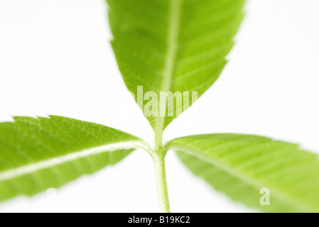 Zitronenverbene, close-up Stockfoto