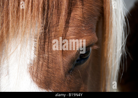 Auge eines Pferdes Nahaufnahme Stockfoto