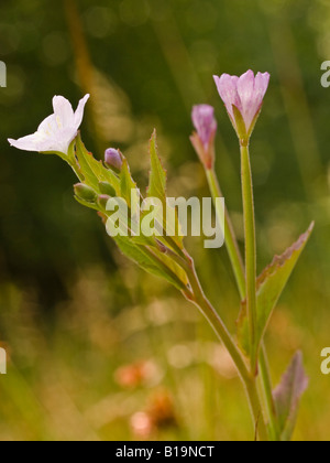 Breite Leaved Weidenröschen Epilobium Montanum (Onograceae) Stockfoto