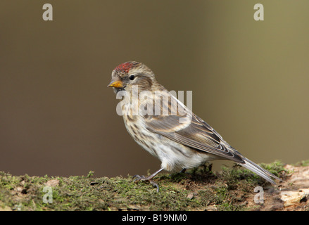 Geringerer Redpoll Zuchtjahr Kabarett gehockt Moos bedeckt Zweig winter Stockfoto