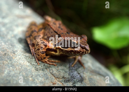 Ein Grasfrosch, Rana Temporaria, sitzt auf einem Stein in einem Garten. Stockfoto