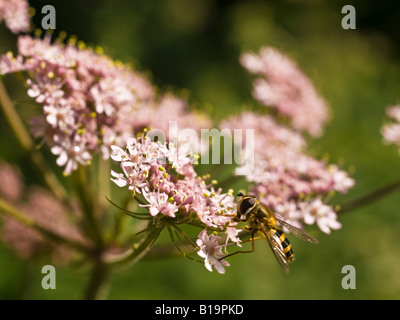 Schweben fliegen Syrphus Ribesii Syrphidae auf aufrechten Hedge Petersilie Torilis japonica Stockfoto