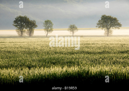 Landscape at dawn with mist in the spring Stockfoto