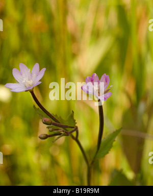 Breite Leaved Weidenröschen Epilobium Montanum (Onograceae) Stockfoto