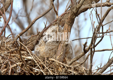 Große gehörnte Eule Owlet im nest Stockfoto