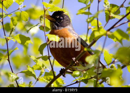 North American Robin weibliche (Turdus Migratorius), Michigan, USA Stockfoto