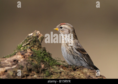 Geringerer Redpoll Zuchtjahr Kabarett gehockt Moos bedeckt Zweig winter Stockfoto