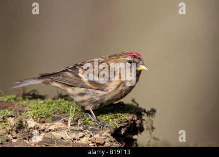 Geringerer Redpoll Zuchtjahr Kabarett gehockt Moos bedeckt Zweig winter Stockfoto