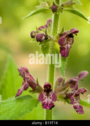 Hedge Woundwort Niederwendischen Sylvatica (Lamiaceae) Stockfoto