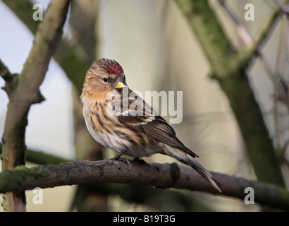 Geringerer Redpoll Zuchtjahr Kabarett thront im Baum im winter Stockfoto