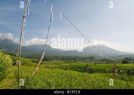 Indonesien Bali Insel Jatiluwih Reisfelder mit Feldern Terrassen und Vulkane Bkgd anzeigen Stockfoto