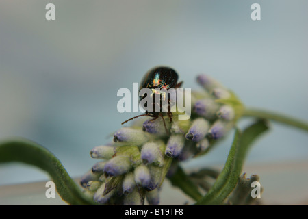 Rosemary Getreidehähnchen (Chrysolina Americana) Stockfoto