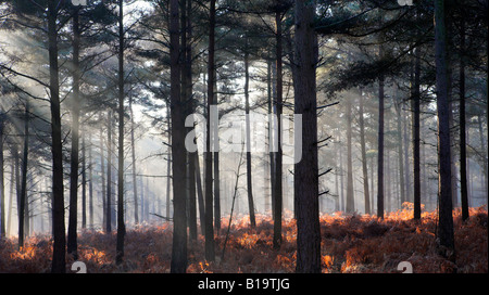 Nebligen Herbst Szene in eine neue Gesamtstruktur Kiefer Holz Hampshire England Stockfoto