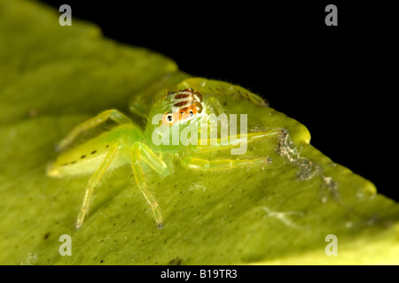 Eine grüne springen Spinne sitzt auf einem Blatt Stockfoto