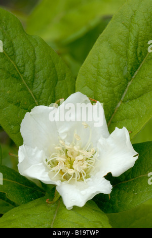 Medlar Flower Mespilus Germanica, Wales, Großbritannien. Stockfoto