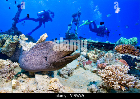 Taucher passieren über Kopf wie ein Giant Moray Eel schlängelt sich ihren Weg durch das Wrack auf dem Meeresboden in der Nähe von Hurghada im Roten Meer. Stockfoto