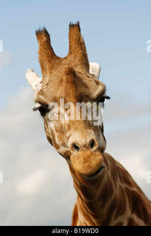 Nahaufnahme von giraffe Stockfoto