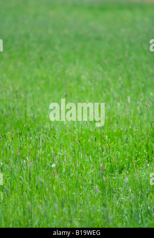 Wildgras grün Stockfoto