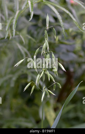 Hafer, Avena Sativa, Samen auf Blütenstand. Hafer kann von Menschen gegessen werden aber hauptsächlich als Vieh Essen. Stockfoto