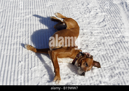 Mischling Hund spielen im Schnee Stockfoto