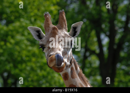 Nahaufnahme von Giraffe Nase lecken Stockfoto