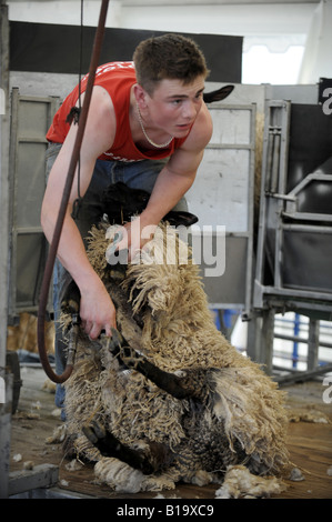 Schafschur-Demonstration auf der South of England Show in Ardigly Sussex Stockfoto