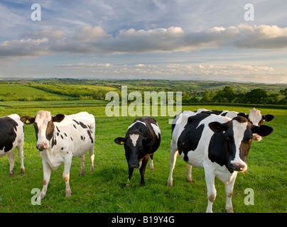 Neugierig friesische Kühe in einem Feld in der Nähe von Crediton im ländlichen Devon England Stockfoto
