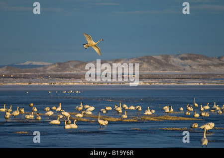 Tundra Schwäne im unteren Klamath National Wildlife Refuge auf der Grenze nach Oregon Kalifornien Stockfoto