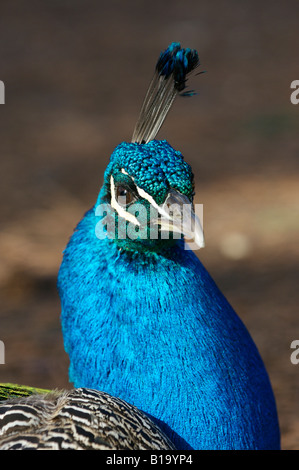 Pfau Stockfoto