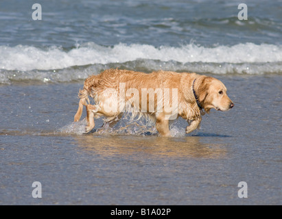 Golden Retriever in Wasser Stockfoto