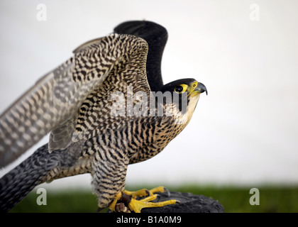 Eine Wanderfalke - falco peregrinus - UK Vögel unter Beute Stockfoto